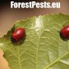 Červené chrobáky na listoch. Foto : M. Zúbrik