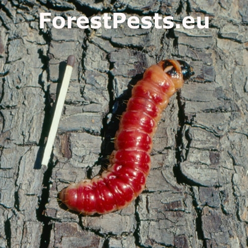 Masívna, holá, ružovo-červená larva. Foto: M. Zúbrik