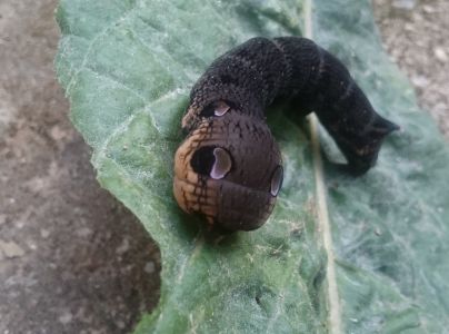 A - nie je v datab&aacute;ze