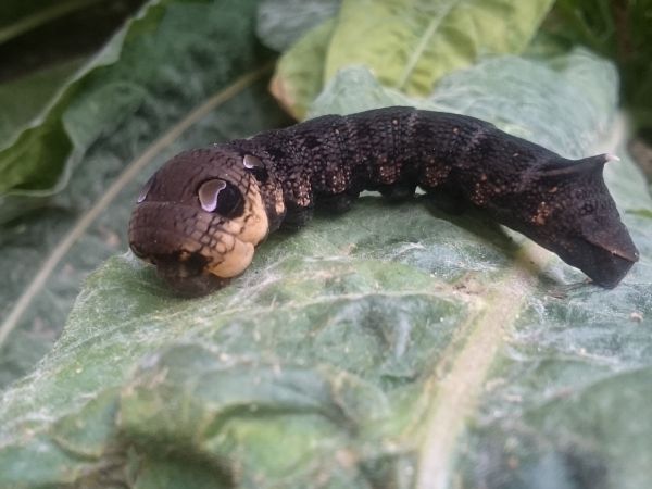 A - nie je v datab&aacute;ze