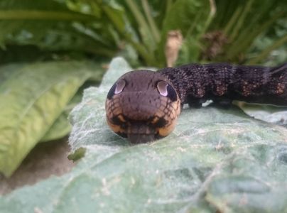 A - nie je v datab&aacute;ze