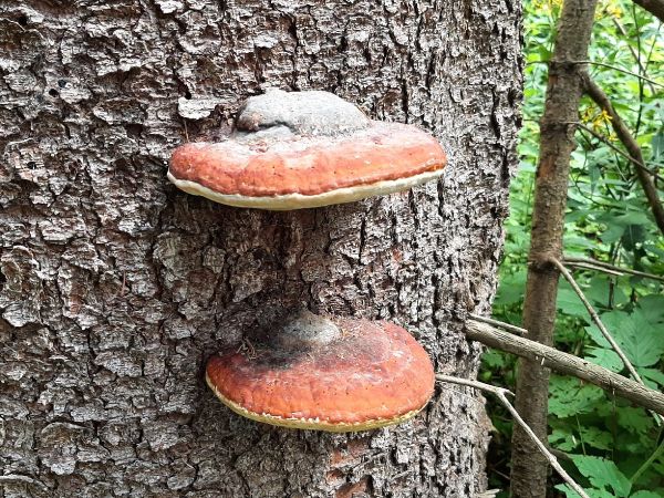 Pr&aacute;chnovček p&aacute;sikav&yacute; 