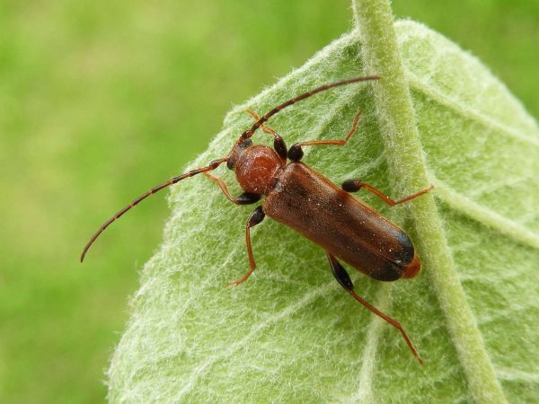 Fuz&aacute;č skladov&yacute;