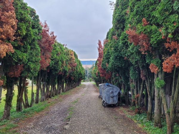 Krasoň borievkov&yacute;