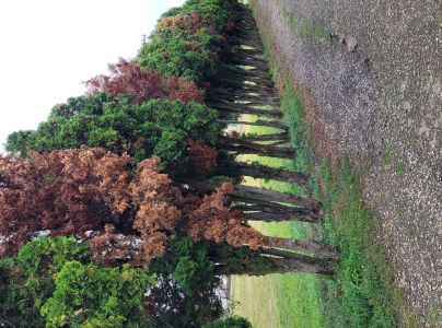 Krasoň borievkov&yacute;