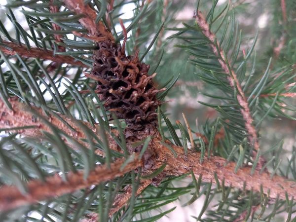 K&ocirc;rovnica zelen&aacute;