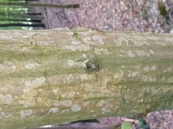 At&eacute;lia listov&aacute;