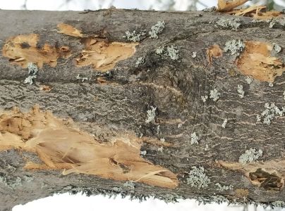 A - nejednoznačne určený, nie sme si istí