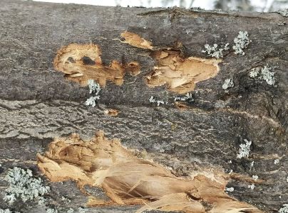 A - nejednoznačne určený, nie sme si istí