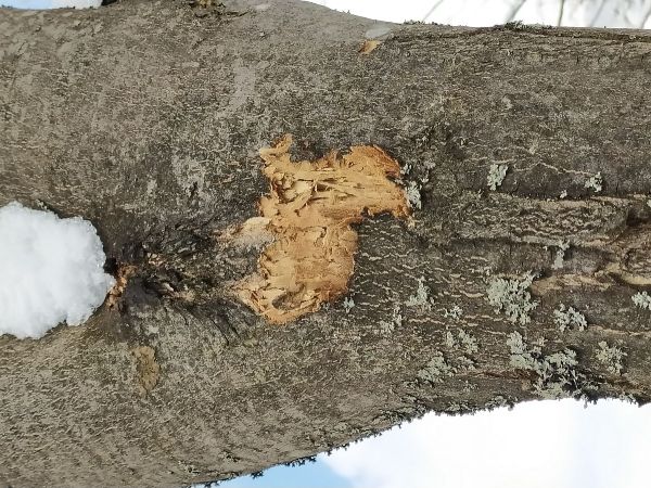 A - nejednoznačne určený, nie sme si istí