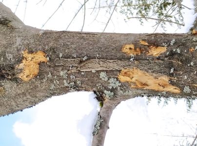 A - nejednoznačne určený, nie sme si istí