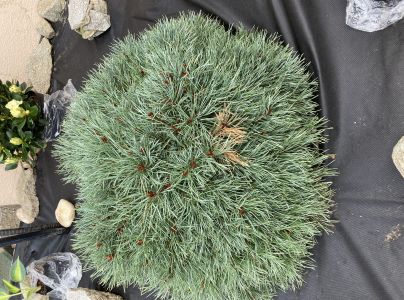 A - nejednoznačne určen&yacute;, nie sme si ist&iacute;