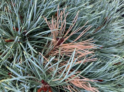 A - nejednoznačne určen&yacute;, nie sme si ist&iacute;