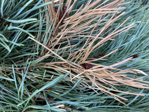 A - nejednoznačne určen&yacute;, nie sme si ist&iacute;