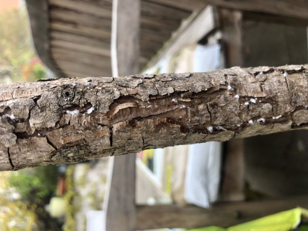 Vo&scaron;ka Pineus pini