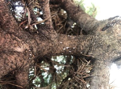 Vo&scaron;ka Pineus pini