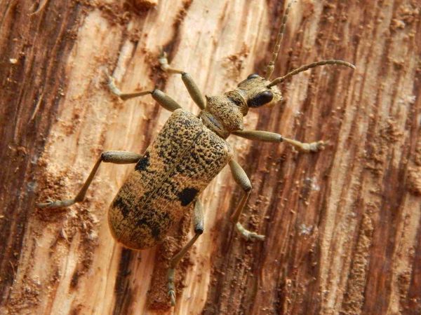 Fuz&aacute;č Rhagium mordax