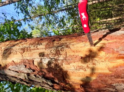 Lykožr&uacute;t smrekovcov&yacute;