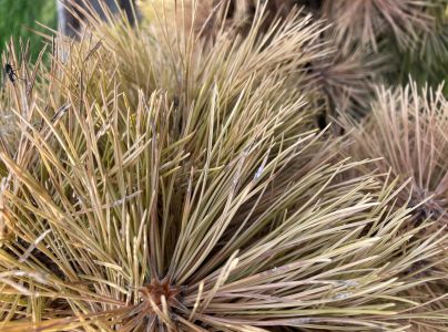 A - nejednoznačne určen&yacute;, nie sme si ist&iacute;