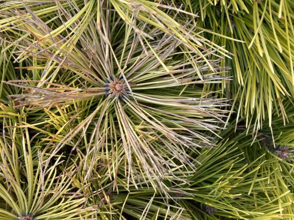 A - nejednoznačne určen&yacute;, nie sme si ist&iacute;