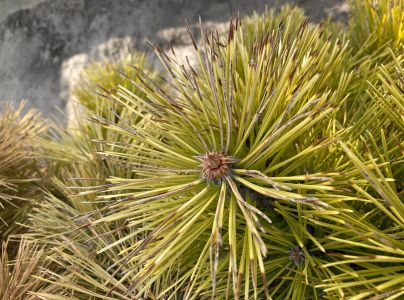 A - nejednoznačne určen&yacute;, nie sme si ist&iacute;