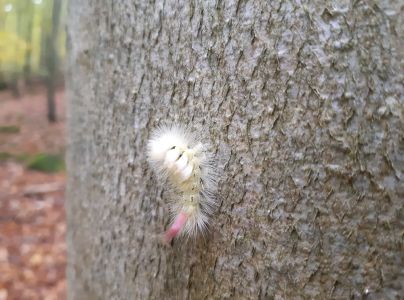 &Scaron;tetinavec orechov&yacute; 