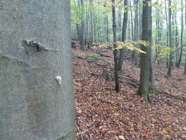 &Scaron;tetinavec orechov&yacute; 