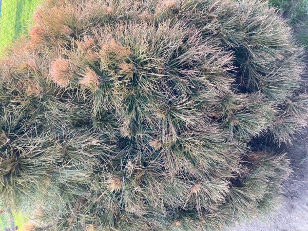 Pyknidovka beľov&aacute;