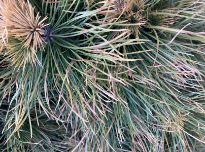 Pyknidovka beľov&aacute;