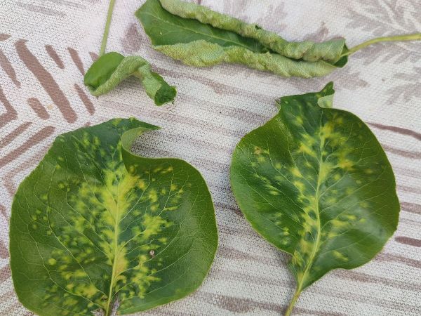 Roztoč hru&scaron;kov&yacute;