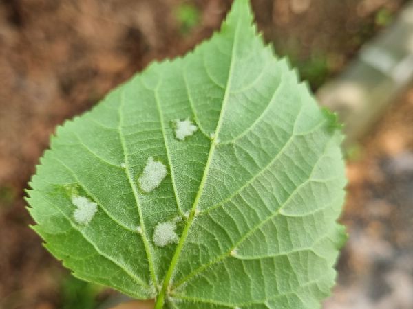 Roztoč Eriophyes leiosoma = exilis