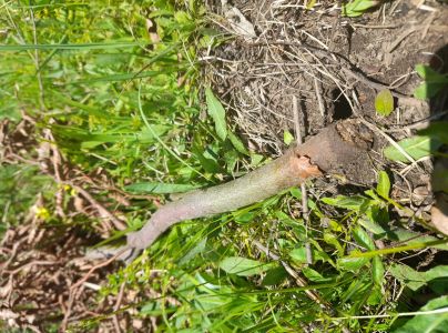 Drobn&eacute; hlodavce