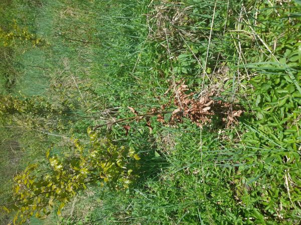 Drobn&eacute; hlodavce