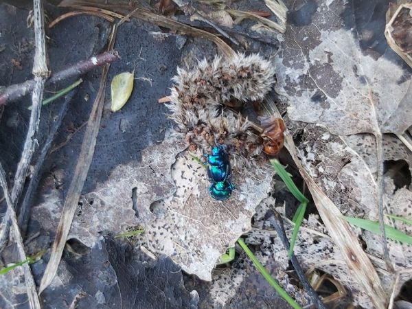 A - nejednoznačne určen&yacute;, nie sme si ist&iacute;