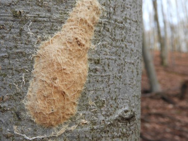 Mn&iacute;&scaron;ka veľkohlav&aacute;