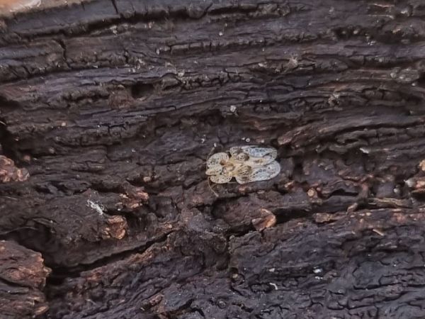 Sietnička dubov&aacute;