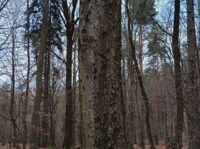 Lykožr&uacute;t bukov&yacute;