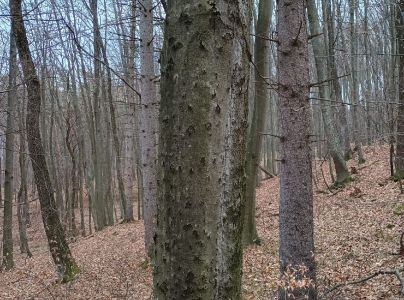 Lykožr&uacute;t bukov&yacute;