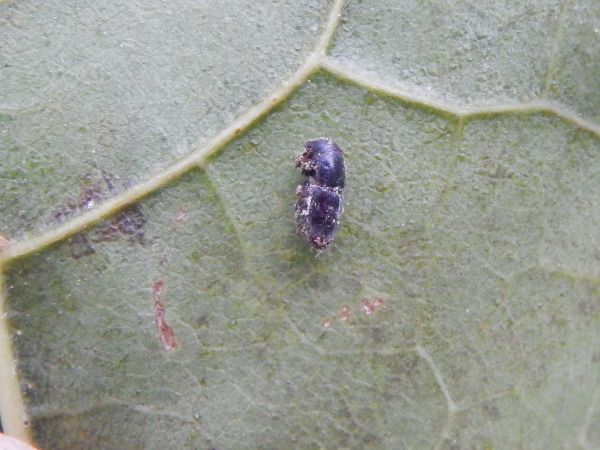 Podk&ocirc;rniky Scolytus na breste