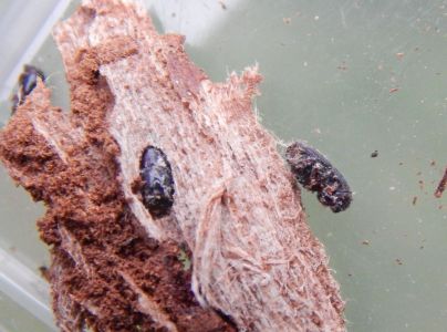 Podk&ocirc;rniky Scolytus na breste