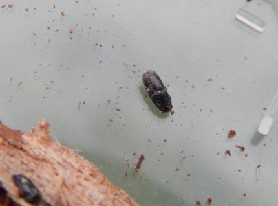 Podk&ocirc;rniky Scolytus na breste