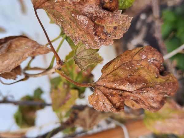 A - nejednoznačne určen&yacute;, nie sme si ist&iacute;