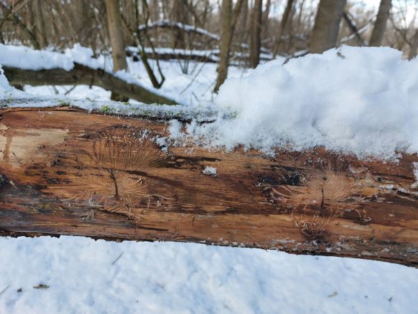 Lykokaz zrnit&yacute;