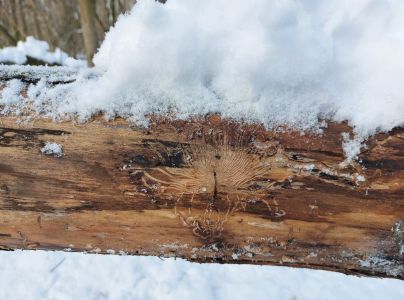 Lykokaz zrnit&yacute;