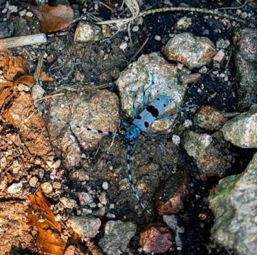 Slávka Chrachalová 