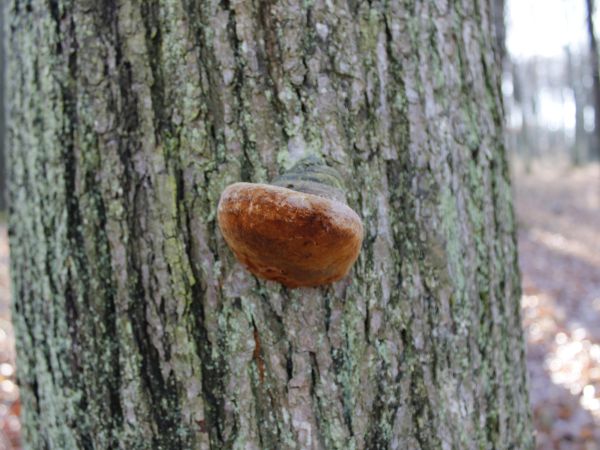 Ohňovec hrboľkat&yacute;