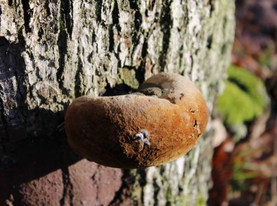 Ohňovec hrboľkat&yacute;