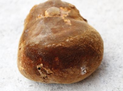 Ohňovec hrboľkat&yacute;