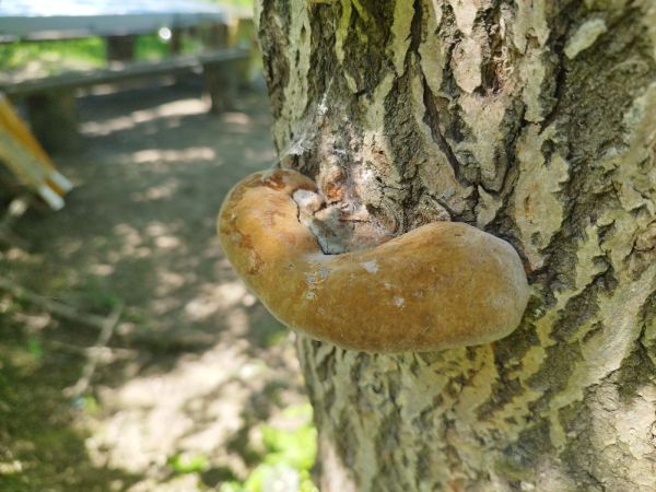 Ohňovec obyčajn&yacute;