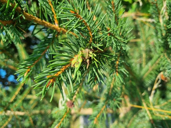 K&ocirc;rovnica zelen&aacute;